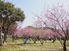 -无锡梅园公园