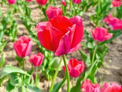 -郑州中国绿化博览园