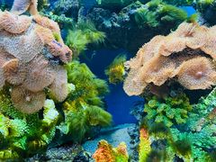 -御唐府海珊瑚主题餐厅