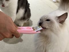 -藏猫猫咖啡主题馆(中央大道店)