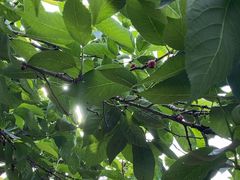 -樱桃山旅游景区