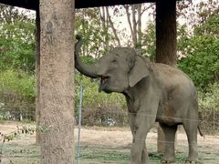 -清迈夜间动物园