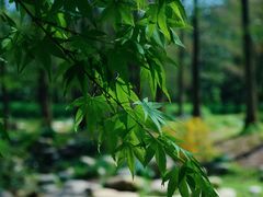 -上海共青森林公园