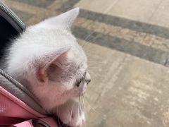 -谐和贝康宠物医院24小时·宠保定点(急重症转诊中心)