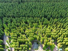 -黄海国家森林公园