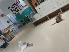 -藏猫猫咖啡主题馆(中央大道店)