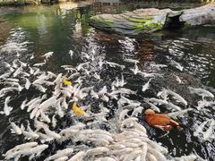 -南宫五洲植物乐园