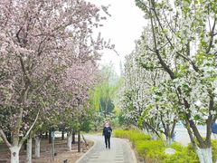 -海棠花溪(元大都城垣遗址公园)
