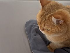 -瑞派康怡24h宠物医院·犬猫医疗中心·微创绝育(瑞景分院)