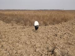 -盐城丹顶鹤湿地生态旅游区