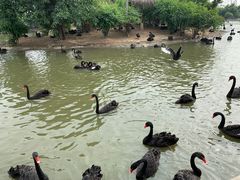 -广州长隆飞鸟乐园