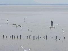 -深圳湾公园(南山区)