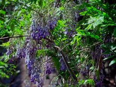 -国家植物园南园