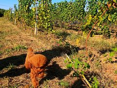 -丹世红酒庄·烧烤·团建·婚礼·水上运动