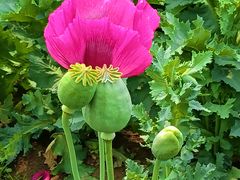 -国家植物园南园