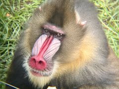 -大连森林动物园