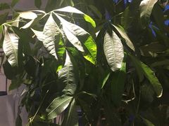 -苗小坛酸汤鱼(酒仙桥店)