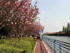 -高东镇樱花园
