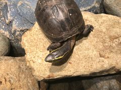 -芽庄珍珠岛游乐园