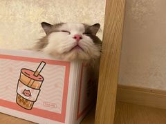 -猫腻·猫咖·撸猫馆(星光大道店)