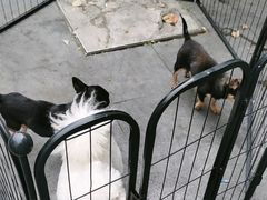 -唐小姐の猫狗洗护·购宠旗舰店(周浦万达店)
