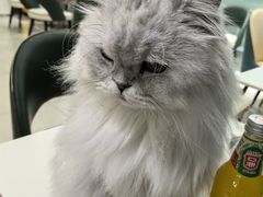 -安格丽娜·狗咖·猫咖羊驼咖(春熙路百盛商场店)