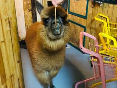 -猫色咖啡·猫咖