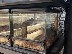 -酷以爬仙阁实体爬宠店·守宫·蜥蜴·专业繁育