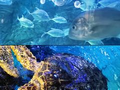 -烟台海昌鲸鲨海洋公园