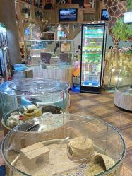 -卡通尼·Safari非洲探索乐园·生日会(金桥国际商业广场店)