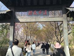 -合肥滨湖国家森林公园