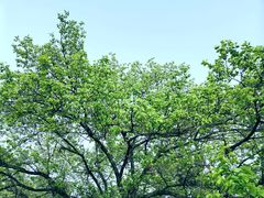 -天女山森林公园