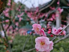 -无锡梅园公园