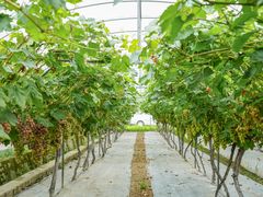 -金谷域澳洲庄园