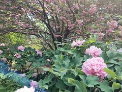 -洛阳市隋唐城遗址植物园