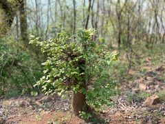 -南京市无想山景区