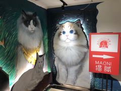 -猫腻·猫咖·撸猫馆(星光大道店)