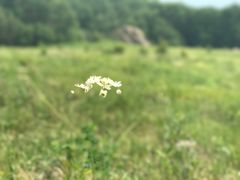 -白草畔自然风景区