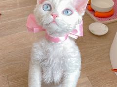 -瑞派宠物医院·中兽医专科(中央商城分院)