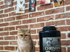 -猫咪咖啡·猫咖(万达广场店)