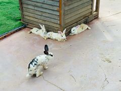 -大塘金香草谷