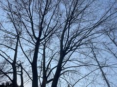 -上海共青森林公园