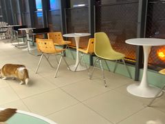 -怪兽屋·羊驼·猫咖·狗咖(俊华广场店)