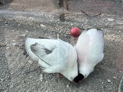 -青藏高原野生动物园