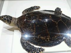 -青岛贝壳博物馆