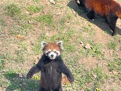 -石家庄市动物园