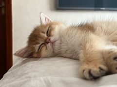 -喵zoo家庭繁育猫舍(尖东智能花园店)