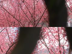 -望江楼公园