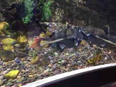 -迪拜水族馆及水下动物园