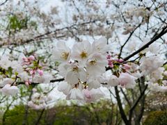 -顾村公园